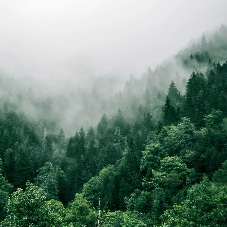 CO2 Fußabdruck verbildlich anhand eines Waldes mit Nebel